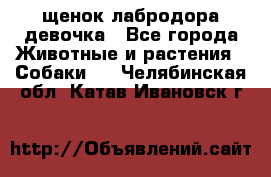 щенок лабродора девочка - Все города Животные и растения » Собаки   . Челябинская обл.,Катав-Ивановск г.